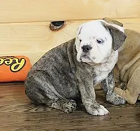 GRETA BRINDLE, a female English Bulldog for sale in Marshfield, MO – 4 of 6