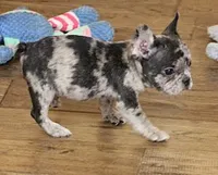 ISSAC BLUE MERLE, a male French Bulldog for sale in Marshfield, MO – 3 of 5