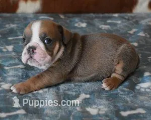 ASHER AKC – English Bulldog puppy for sale in Marshfield, MO
