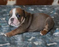 ASHER AKC, a male English Bulldog for sale in Marshfield, MO – Photo 1 of 4