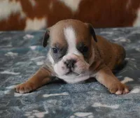 ASHER AKC, a male English Bulldog for sale in Marshfield, MO – Photo 2 of 4