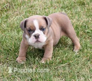 ASHER AKC – English Bulldog puppy for sale in Marshfield, MO