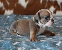 ASHER AKC, a male English Bulldog for sale in Marshfield, MO – Photo 3 of 4