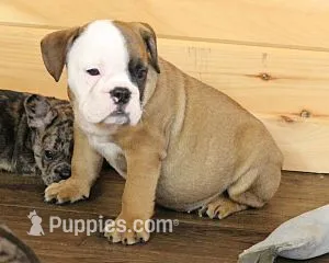 GRANT FAWN & WHITE – English Bulldog puppy for sale in Marshfield, MO