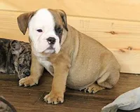 GRANT FAWN & WHITE, a male English Bulldog for sale in Marshfield, MO – 1 of 6