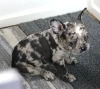 SPANKY BLUE MERLE, a male French Bulldog for sale in Marshfield, MO – 4 of 6