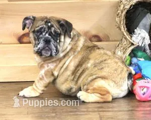 FANNY CHOCOLATE MERLE – English Bulldog puppy for sale in Marshfield, MO
