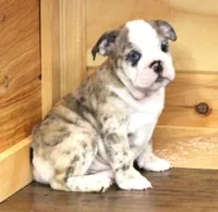 NOVA - RED MERLE, a female English Bulldog for sale in Marshfield, MO – 4 of 7