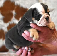 BECKY - BLUE TRI, a female English Bulldog for sale in Marshfield, MO – 4 of 4