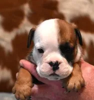 GABE RED & WHITE, a male English Bulldog for sale in Marshfield, MO – 2 of 2