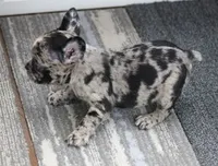 SPANKY BLUE MERLE, a male French Bulldog for sale in Marshfield, MO – 6 of 6