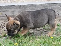 EVAN , a male French Bulldog for sale in Marshfield, MO – 2 of 6