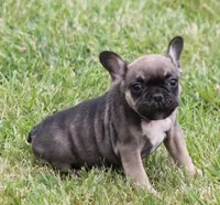 ELMO, a male French Bulldog for sale in Marshfield, MO – 2 of 5