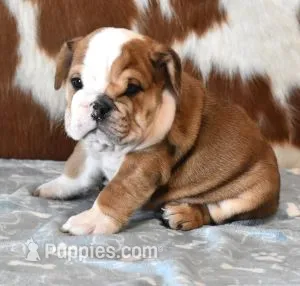 FREDDY  RED MERLE – English Bulldog puppy for sale in Marshfield, MO