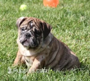 FANNY CHOCOLATE MERLE – English Bulldog puppy for sale in Marshfield, MO