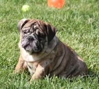 FANNY CHOCOLATE MERLE, a female English Bulldog for sale in Marshfield, MO – 1 of 5