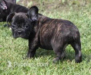IRA  – French Bulldog puppy for sale in Marshfield, MO