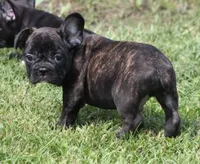 IRA , a male French Bulldog for sale in Marshfield, MO – 1 of 5