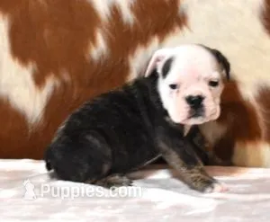 GRETA BRINDLE – English Bulldog puppy for sale in Marshfield, MO