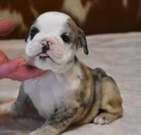 NOVA - RED MERLE, a female English Bulldog for sale in Marshfield, MO – 3 of 4