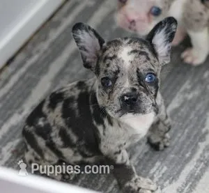 SPANKY BLUE MERLE – French Bulldog puppy for sale in Marshfield, MO