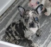 SPANKY BLUE MERLE, a male French Bulldog for sale in Marshfield, MO – 1 of 6
