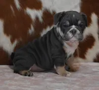 ALICA, BLUE TRI AKC, a female English Bulldog for sale in Marshfield, MO – Photo 2 of 6