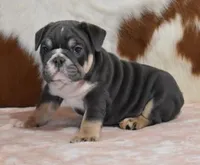 ALICA, BLUE TRI AKC, a female English Bulldog for sale in Marshfield, MO – Photo 1 of 6