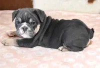 ALICA, BLUE TRI AKC, a female English Bulldog for sale in Marshfield, MO – Photo 3 of 6