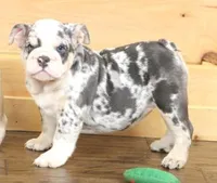 TINA - BLUE MERLE, a female English Bulldog for sale in Marshfield, MO – 5 of 6