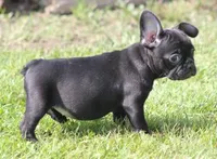 IZZY - BLACK & WHITE, a female French Bulldog for sale in Marshfield, MO – 4 of 4