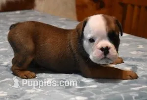 GABE RED & WHITE – English Bulldog puppy for sale in Marshfield, MO