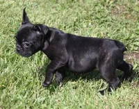 IZZY - BLACK & WHITE, a female French Bulldog for sale in Marshfield, MO – 2 of 4