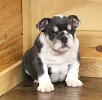 TURBO - BLUE TRI, a male English Bulldog for sale in Marshfield, MO – 3 of 4