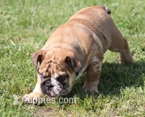FIONA  MERLE – English Bulldog puppy for sale in Marshfield, MO