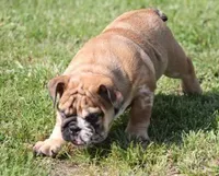 FIONA  MERLE, a female English Bulldog for sale in Marshfield, MO – 1 of 4