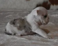 LORI RED MERLE AKC, a female English Bulldog for sale in Marshfield, MO – Photo 2 of 4