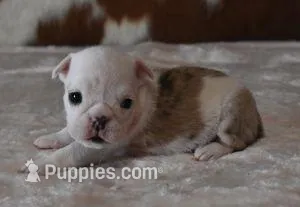 LORI RED MERLE AKC – English Bulldog puppy for sale in Marshfield, MO