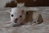 LORI RED MERLE AKC, a female English Bulldog for sale in Marshfield, MO – Photo 1 of 4