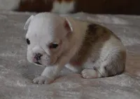 LORI RED MERLE AKC, a female English Bulldog for sale in Marshfield, MO – Photo 4 of 4