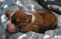 FONZY - RED MERLE, a male English Bulldog for sale in Marshfield, MO – 3 of 4