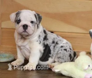 TUFFY - BLUE MERLE AKC – English Bulldog puppy for sale in Marshfield, MO
