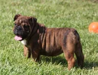 FIFI CHOCOLATE BRINDLE, a female English Bulldog for sale in Marshfield, MO – 2 of 6
