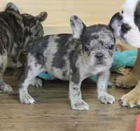 ISSAC BLUE MERLE, a male French Bulldog for sale in Marshfield, MO – 5 of 5