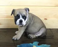GABE RED & WHITE, a male English Bulldog for sale in Marshfield, MO – 3 of 6