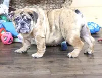 FANNY, a female English Bulldog for sale in Marshfield, MO – 6 of 6