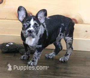 CC BLUE MERLE – French Bulldog puppy for sale in Marshfield, MO