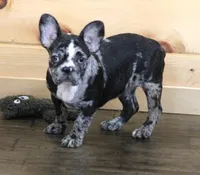 CC BLUE MERLE, a female French Bulldog for sale in Marshfield, MO – 1 of 4