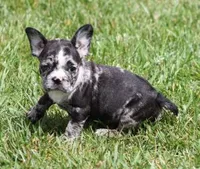 CC BLUE MERLE, a female French Bulldog for sale in Marshfield, MO – 2 of 4