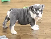 TURBO - BLUE TRI, a male English Bulldog for sale in Marshfield, MO – 2 of 4
